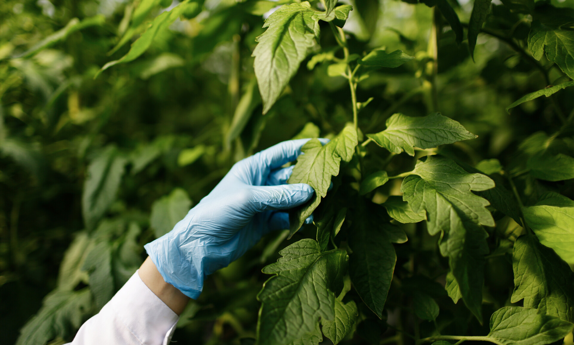 Pesticiden en parkinson: hoe schadelijk zijn pesticiden echt?