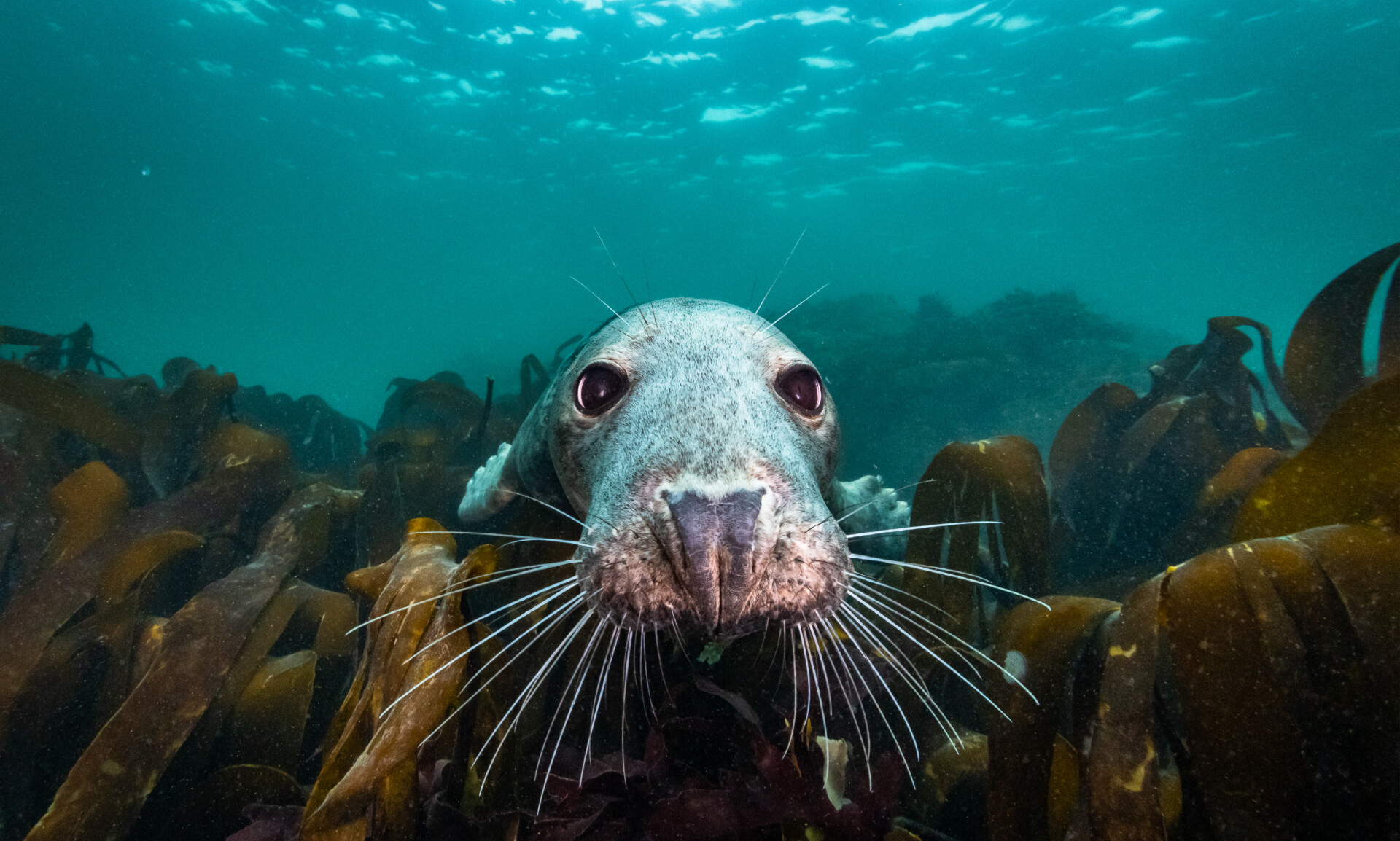 Header 19 Verplicht kijkvoer voor elke Nederlander – De Wilde Noordzee